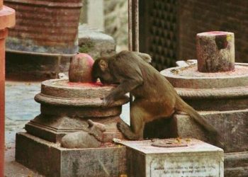 விலங்குகள் வழிபட்ட சிவ தலங்கள்…