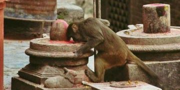 விலங்குகள் வழிபட்ட சிவ தலங்கள்…