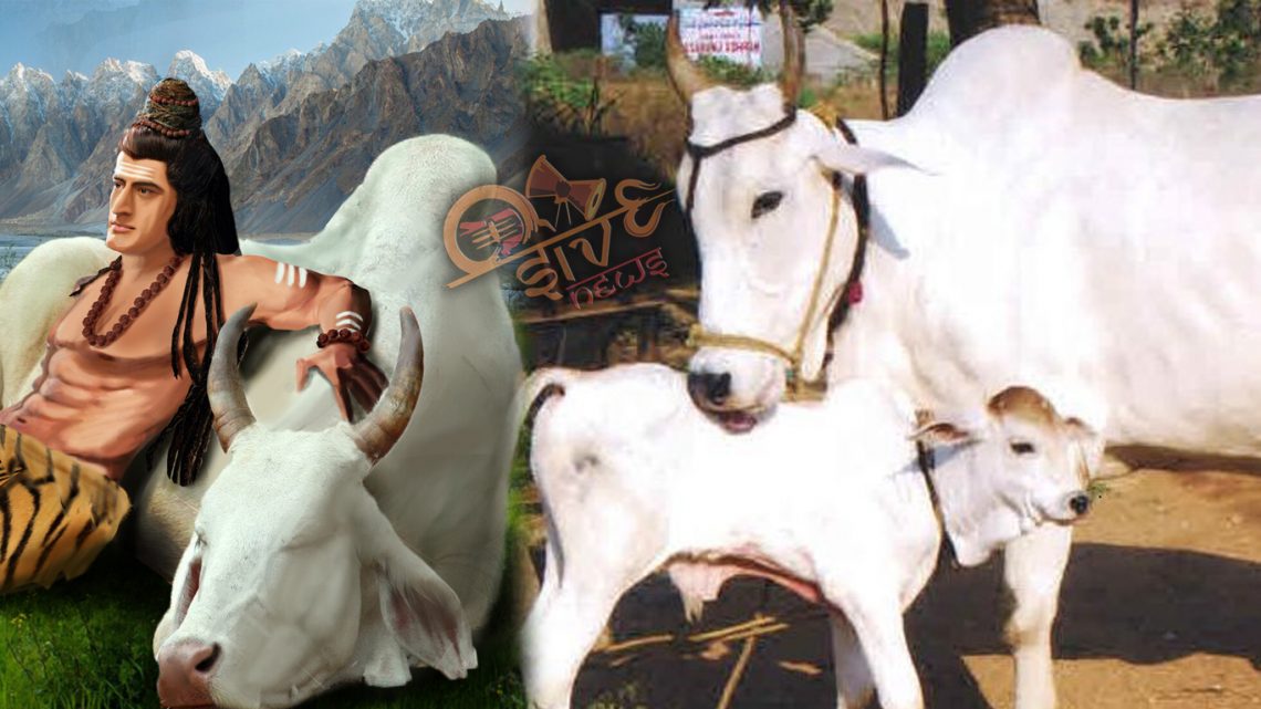 பசுவின் சூட்சம ரகசியங்கள்