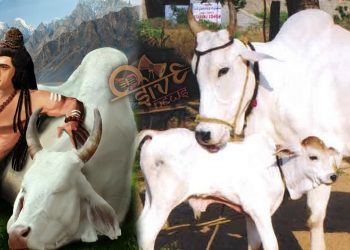 பசுவின் சூட்சம ரகசியங்கள்