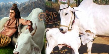 பசுவின் சூட்சம ரகசியங்கள்