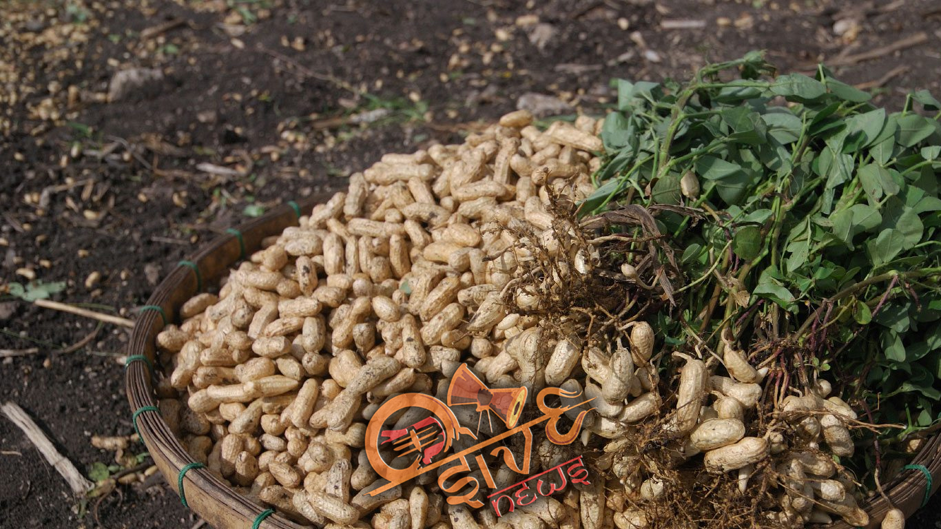 Все тонкости сбора и хранения грецких орехов