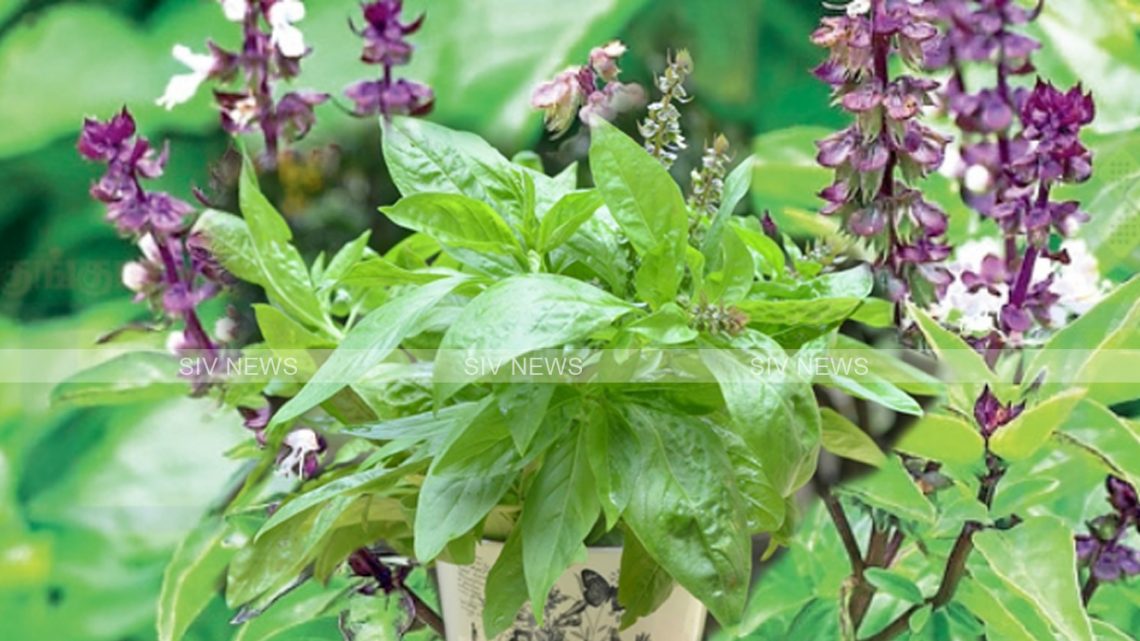 திருநீற்றுபச்சிலையின் மகிமை