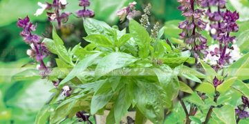 திருநீற்றுபச்சிலையின் மகிமை