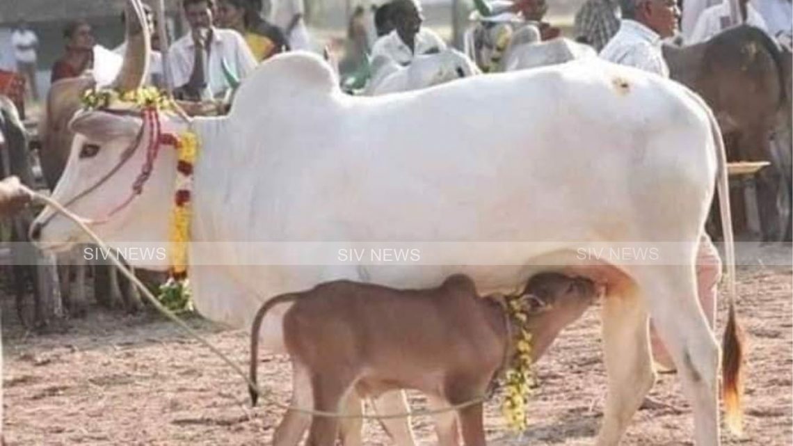 ஒரு கோபுரம் செய்யும் வேலையை நாட்டுப்பசுவின் திமில் செய்யும்