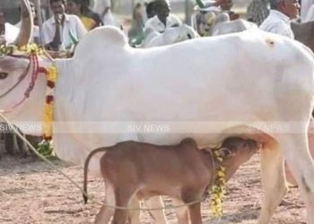 ஒரு கோபுரம் செய்யும் வேலையை நாட்டுப்பசுவின் திமில் செய்யும்