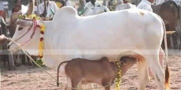 ஒரு கோபுரம் செய்யும் வேலையை நாட்டுப்பசுவின் திமில் செய்யும்