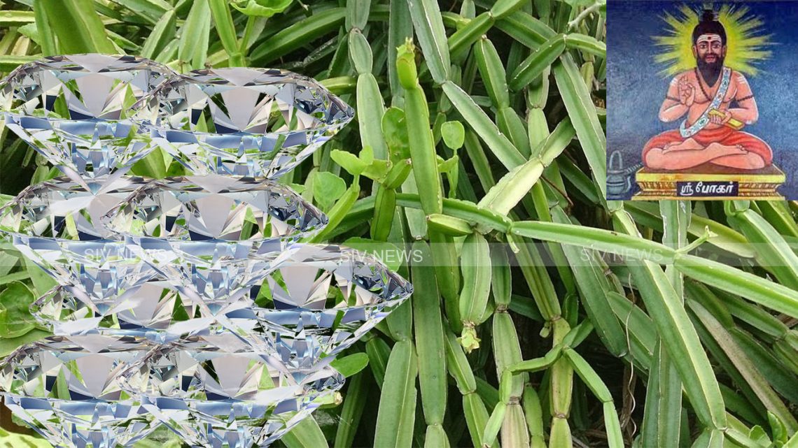 வைரம் பிரண்டை சாற்றில் பொடியாகும்