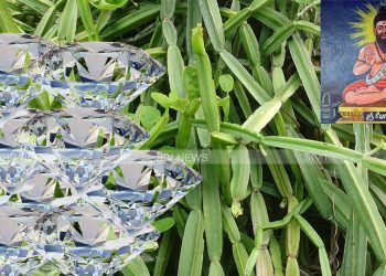 வைரம் பிரண்டை சாற்றில் பொடியாகும்