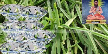 வைரம் பிரண்டை சாற்றில் பொடியாகும்